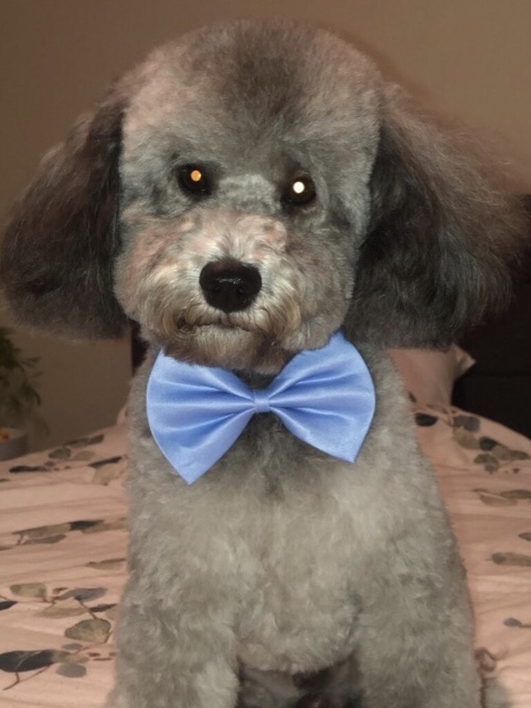 Our gorgeous poodle boy Charlie. Picture: Nicole Chmiel