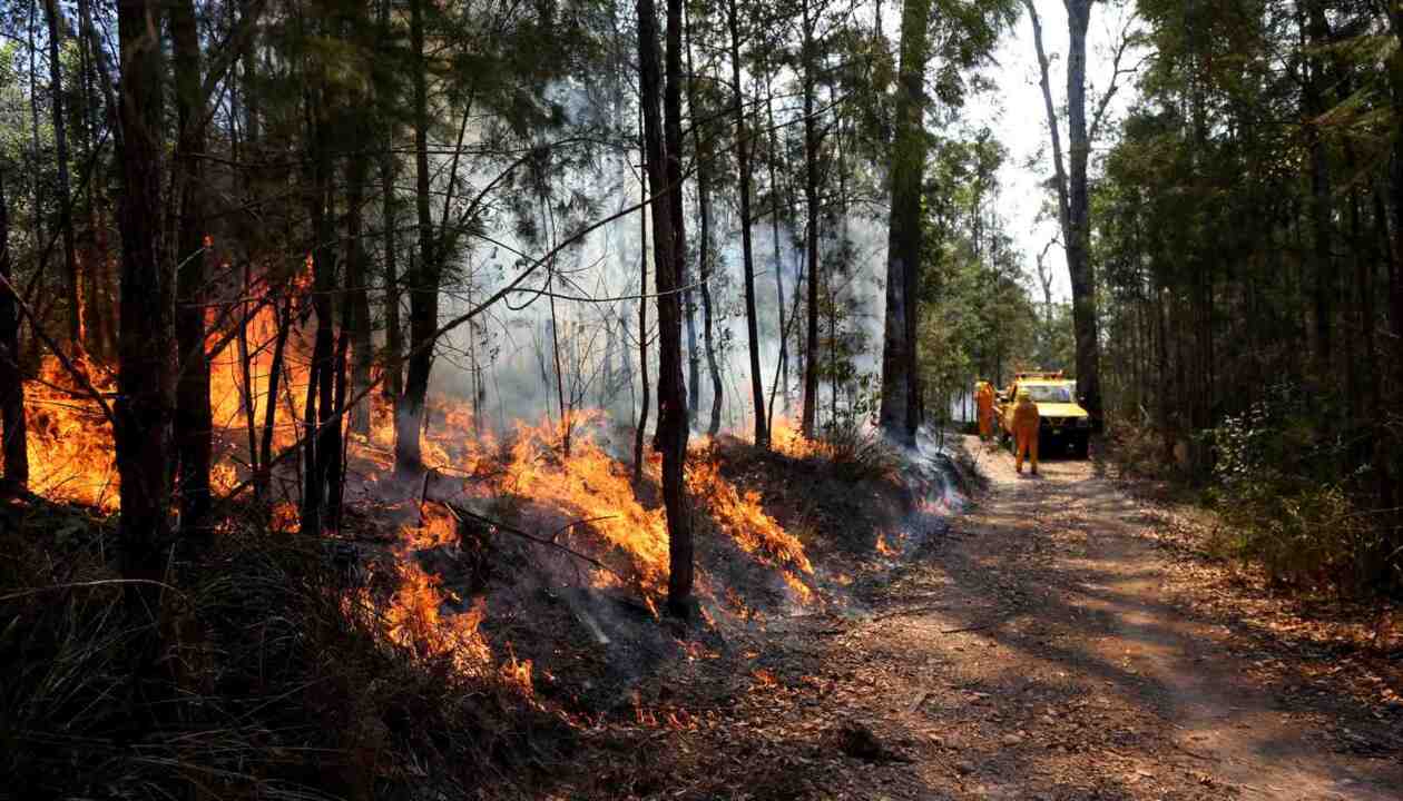 ‘Cringeworthy’ to mention bushfires are all to do with climate change