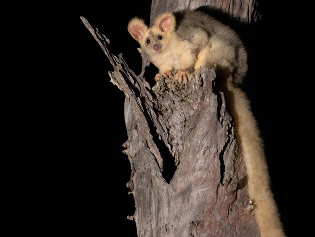 Greater glider spotted in a state forest near Maryborough at the end of July 2024. Image credit: Josh Bowell.