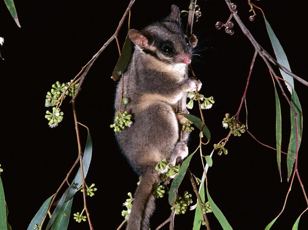 Why the fight to save the rare Leadbeater’s possum threatens to fell ...