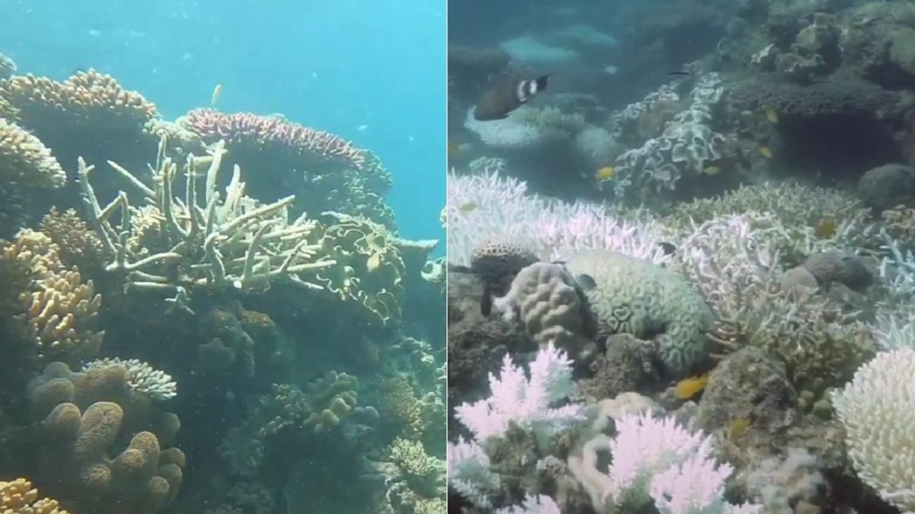 Vision captured in October (left) shows healthy reef while a visit to the same site last week (right) shows significant bleaching.