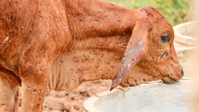 Lumpy skin disease on cattle.