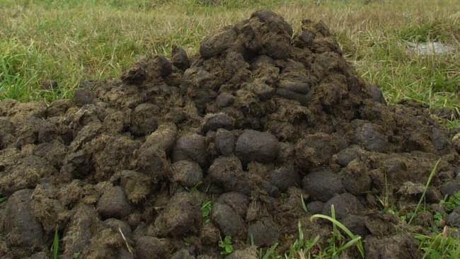 A pile of animal poo.