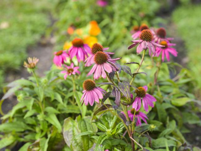 The benefits of Echinacea are well known. Photo: DANNIKA BONSER