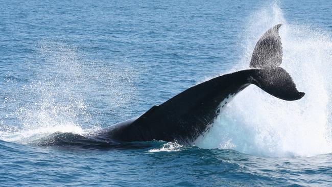 Port of Brisbane and Griffith University study examines Moreton Bay ...