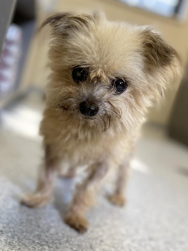 The small dog was found in poor health wandering the streets in Edmonton, Cairns on April 10. Picture: Supplied.