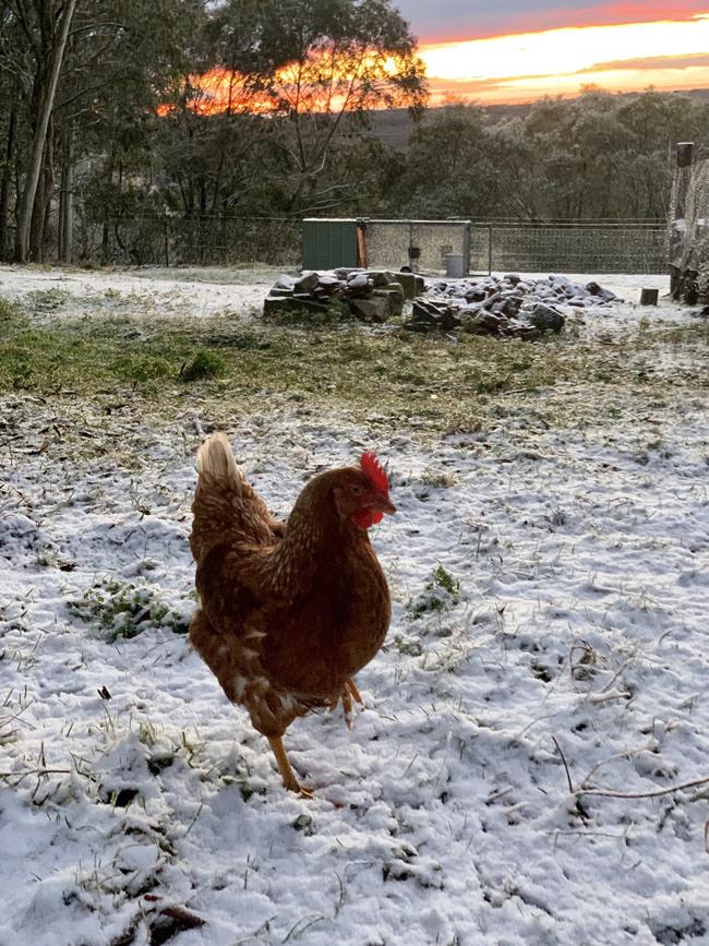 A chook takes a walk in the frosty Blue Mountains on Saturday. Picture: noirpaien/Twitter