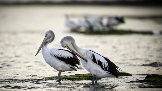 Pelicans spotted on the Coorong, at Meningie. Picture: Matt Turner