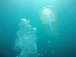 UNDERWATER: Jellyfish floating past the reef field site at Cape Byron Marine Park. Picture: Natacha Gafar