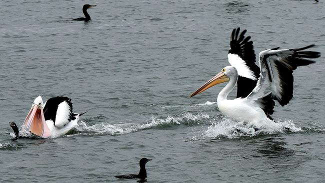 Pelicans fight off other waterbirds in competition for lunch at the Goolwa barrage. As a new version of Storm Boy begins filming, the giant birds are gathering on the Coorong in enormous numbers. Picture: Bernard Humphreys