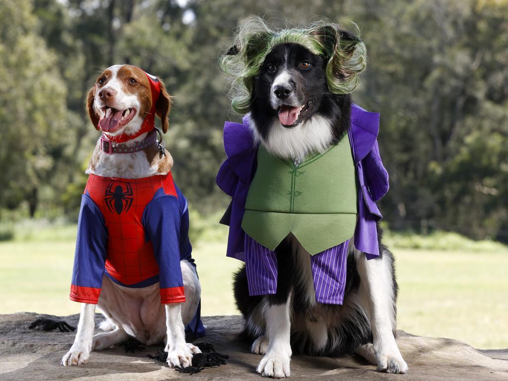 An increasing number of pets are wearing Halloween costumes – and these days anything goes, from witches and ghosts to superheroes and book characters. 4-year-old Brittany Spaniel Bailey, left, dressed as Spider-Man and 3-year-old Border Collie Ollie dressed as the Joker at Sydney’s Centennial Park. Picture: Jonathan Ng