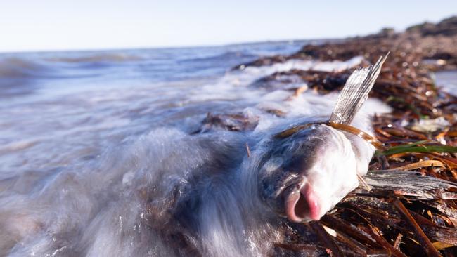 Dead sea life from algal blooms at Foul Bay, Yorke Peninsula. Picture: Stefan Andrews, courtesy of Great Southern Reef Foundation