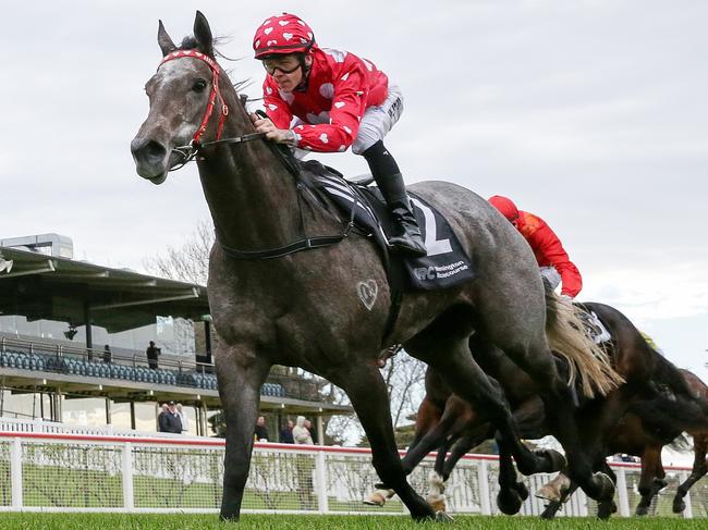 Greyt Mumma ridden by Wiremu Pinn (NZ) wins the Asset Painting Services Handicap  at Mornington Racecourse on June 12, 2023 in Mornington, Australia. (Photo by George Sal/Racing Photos via Getty Images)