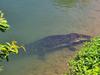 Celebrity saltie lures nature snappers to Far North river