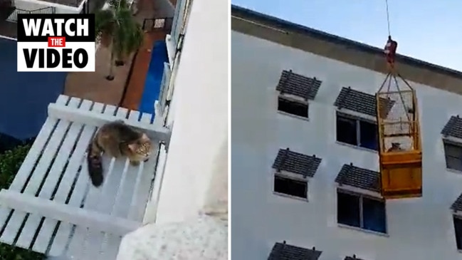 Crane called in to rescue cat