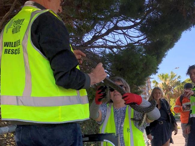 Rescuing the snake from the tree. Picture: Sydney Wildlife