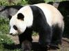 Bonk ban: Why there will be no wooing for Wang Wang