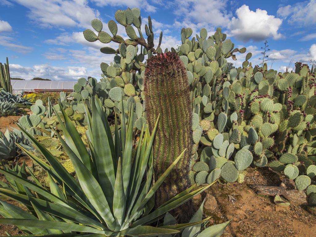 A little taste of Mexico can be found in Victoria, at Cactus Country which has more than 10,000 cacti. Picture: Rob Leeson.