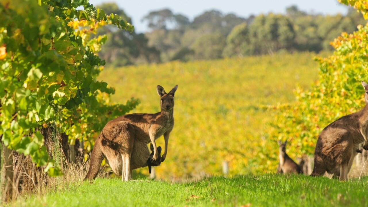 ‘They’re wild animals’: Kangaroo kills elderly man
