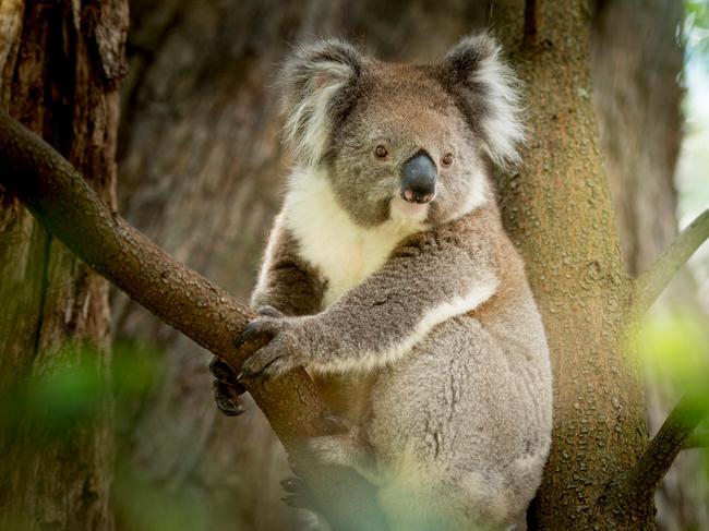 While plentiful in some parts of Australia, there are concerns the koala could become extinct in other parts within a generation. Picture: Adam Bruzzone