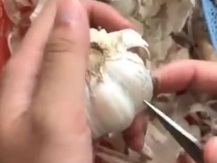 Garlic hack blowing minds. Picture: Twitter/ @VPestilenZ