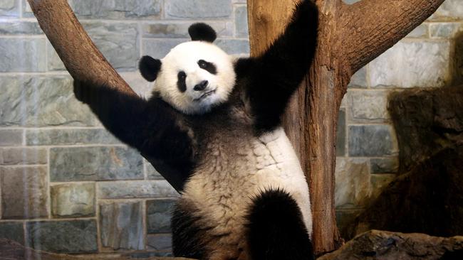 Adelaide Zoo pandas: Bid to keep Wang Wang and Fu Ni longer than 10 ...