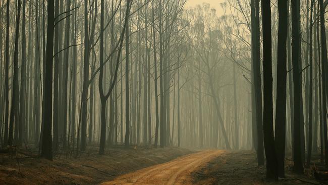 Burnt out forest in Wairewa in fire-ravaged East Gippsland. Picture: Mark Stewart