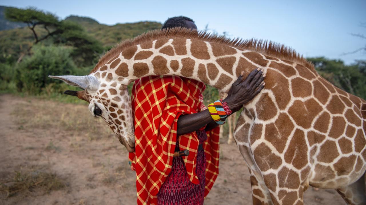 Vitale giraffe hugging man photo