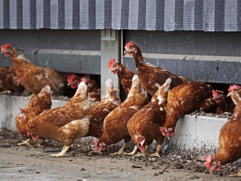 The World Health Organisation advised animal influenza viruses could also infect humans. Photo by Olaf KRAAK / ANP / AFP) / Netherlands OUT.