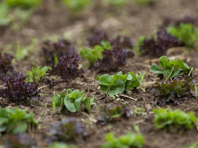 Sustainable vertical farm prototype hailed as future of farming