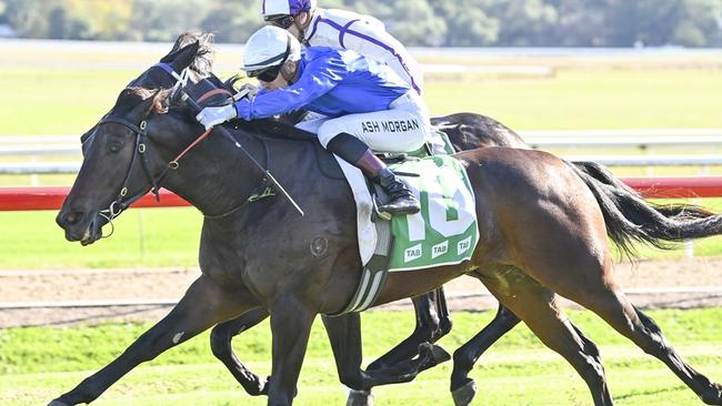 Setombe can atone for her narrow last start defeat when she heads to Warwick Farm on Wednesday. Picture: Bradley Photos