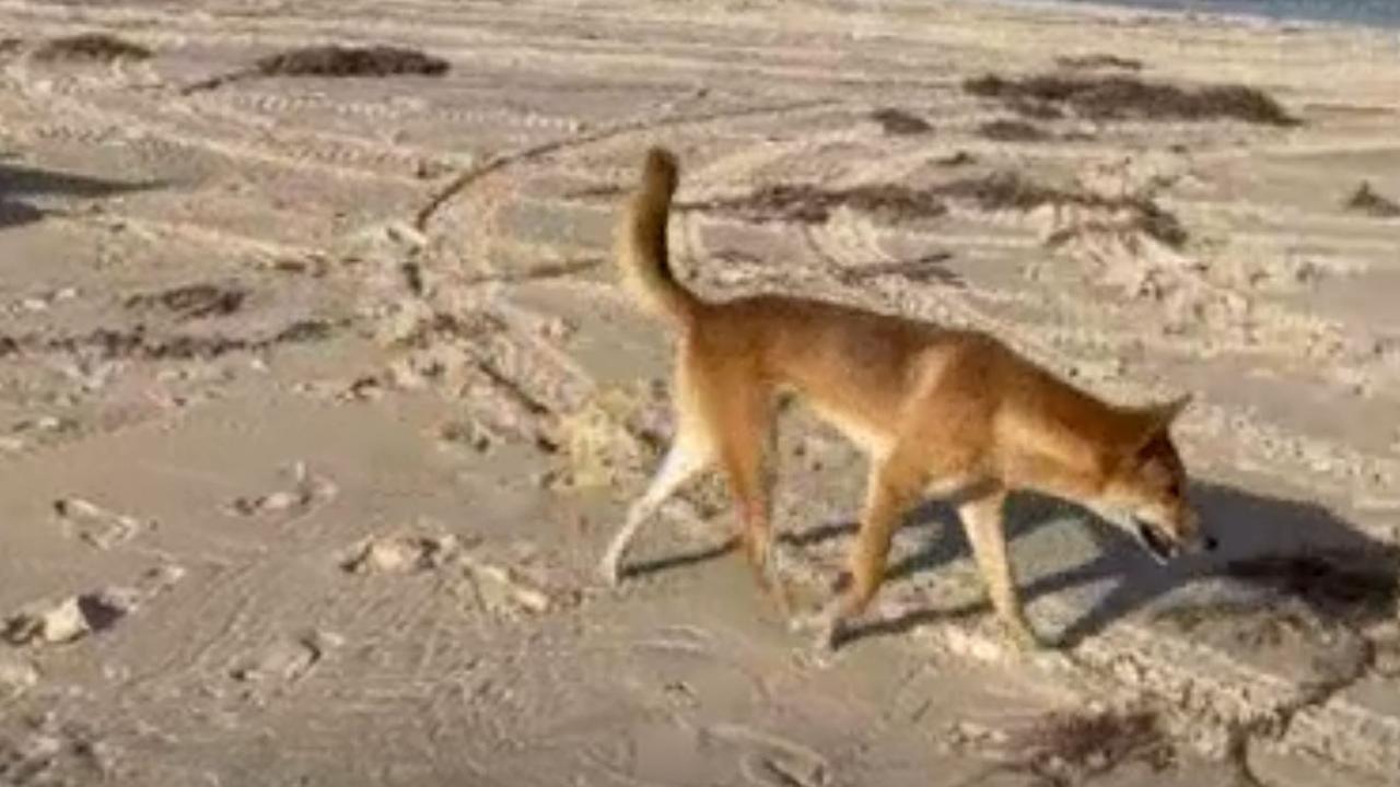 Dingoes have been known to attack at random. Picture: Department of Environment and Science