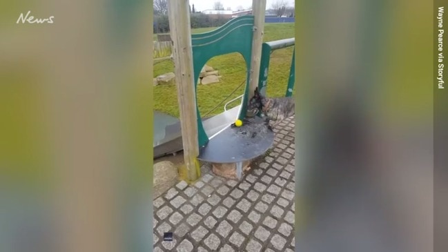 Resourceful Dog Uses Playground Slide To Play Solo Game of Fetch