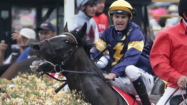 Araldo, ridden by Dwayne Dunn, becomes tangled in the fence after being spooked by flag wavers at last year’s Cup. It broke a leg and had to be put down. Picture: AAP Image/Hamish Blair