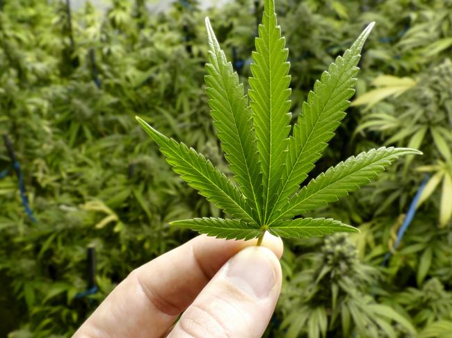 Parkinson’s sufferer used weed for relief – so cops pounced