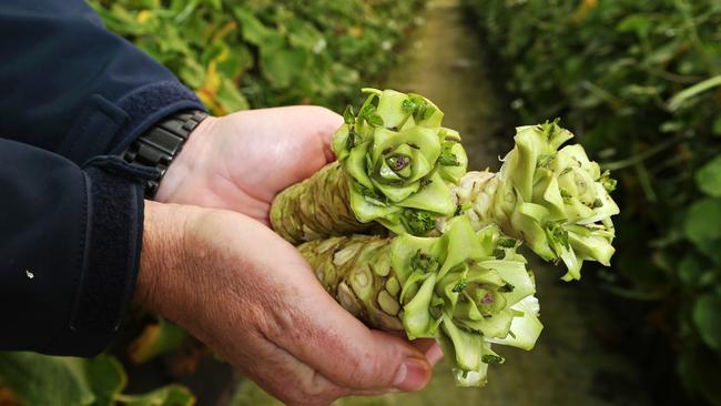 Shima Wasabi, wasabi stems at Port Sorell. The brand has also recently been divested by TasFoods Ltd. PICTURE CHRIS KIDD