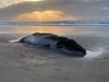 Whale calf euthanised at holiday hotspot