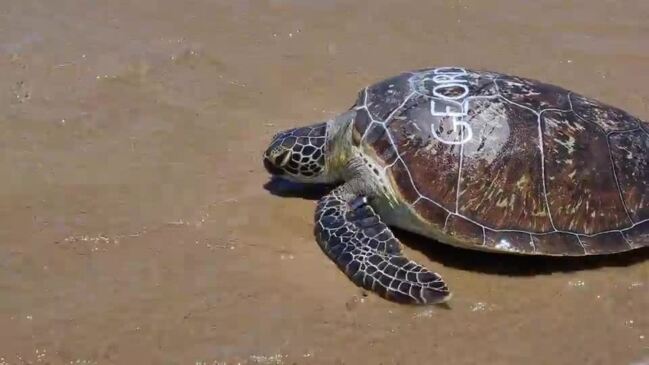 Geordie the Green Sea Turtle Released at Agnes Water