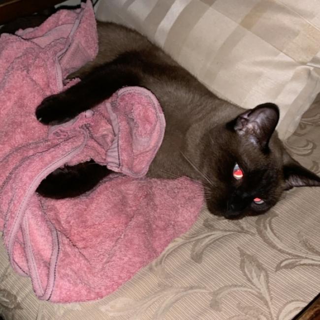 Sherrin the Siamese loves cuddling up to his favourite towel. Picture: Amy Chittick
