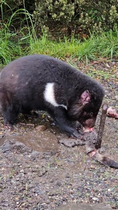 Up close with Tasmanian devils at Cradle Mountain