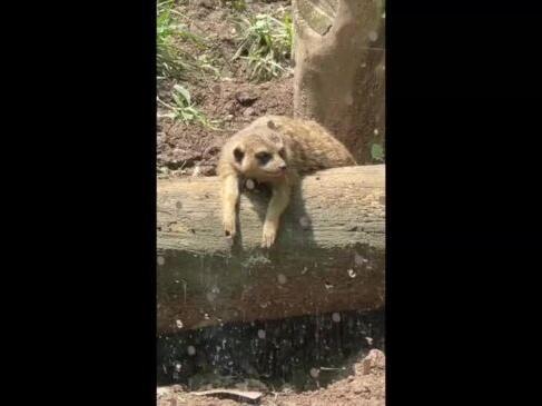 Meerkats Bask in Hot Sun as Nashville Zoo Marks World Meerkat Day