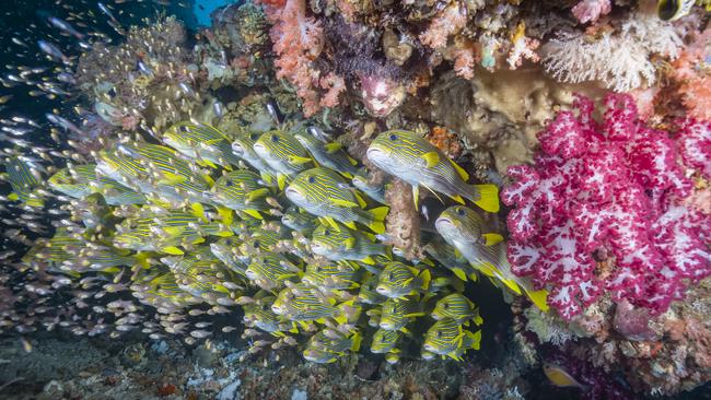 Brandon Berry: The essence of Raja Ampat: Myriad colourful soft corals and schools of sweetlips in one frame. Raja Ampat, Indonesia