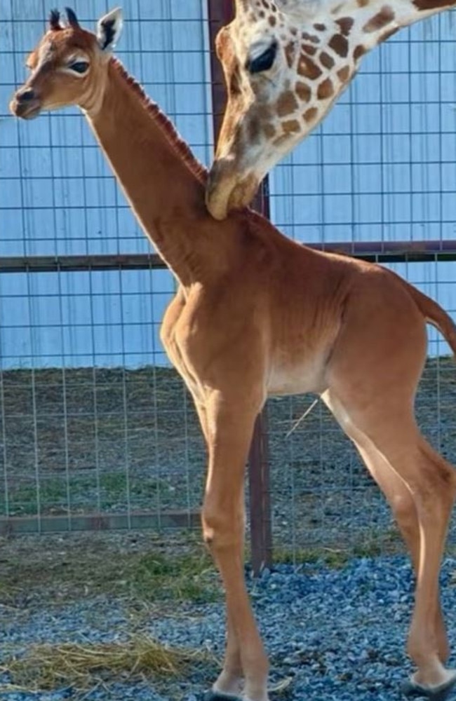 The youngster is believed to be the only spotless giraffe in the world. Picture: USA TODAY