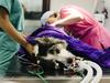 Border bungle: Coast vet says ‘animals will die’