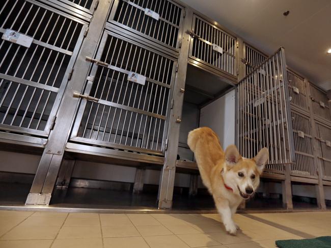 Celebrity dog Wally hops out of one of the kennels aboard the ocean liner Queen Mary 2. Picture: AP