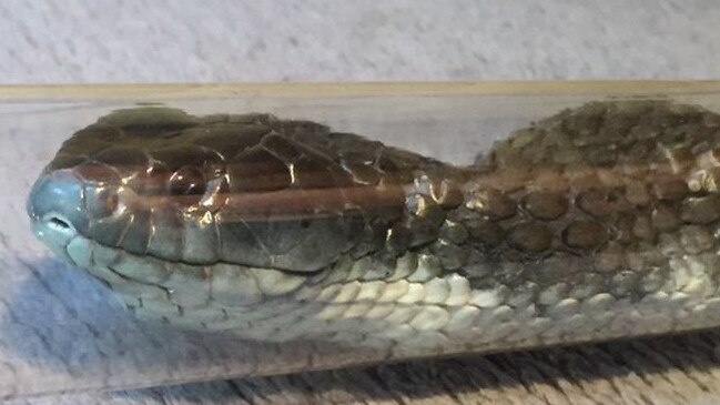 A snake Ms Corby found stuck in a pipe. Picture: supplied