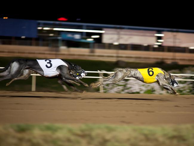 "Greyhounds at the race track in motion, the uniforms are traditional greyhound uniforms and hold no specific property to the track."