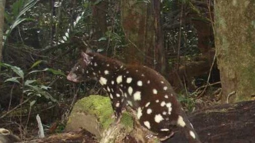 Spotted-tailed Quoll Far North Queensland. Picture: Supplied