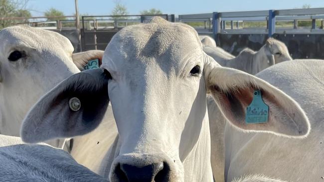 The area is known for cattle grazing but also attracts mining workers. Picture: Des Houghton