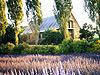 Lavandula farm in Victoria